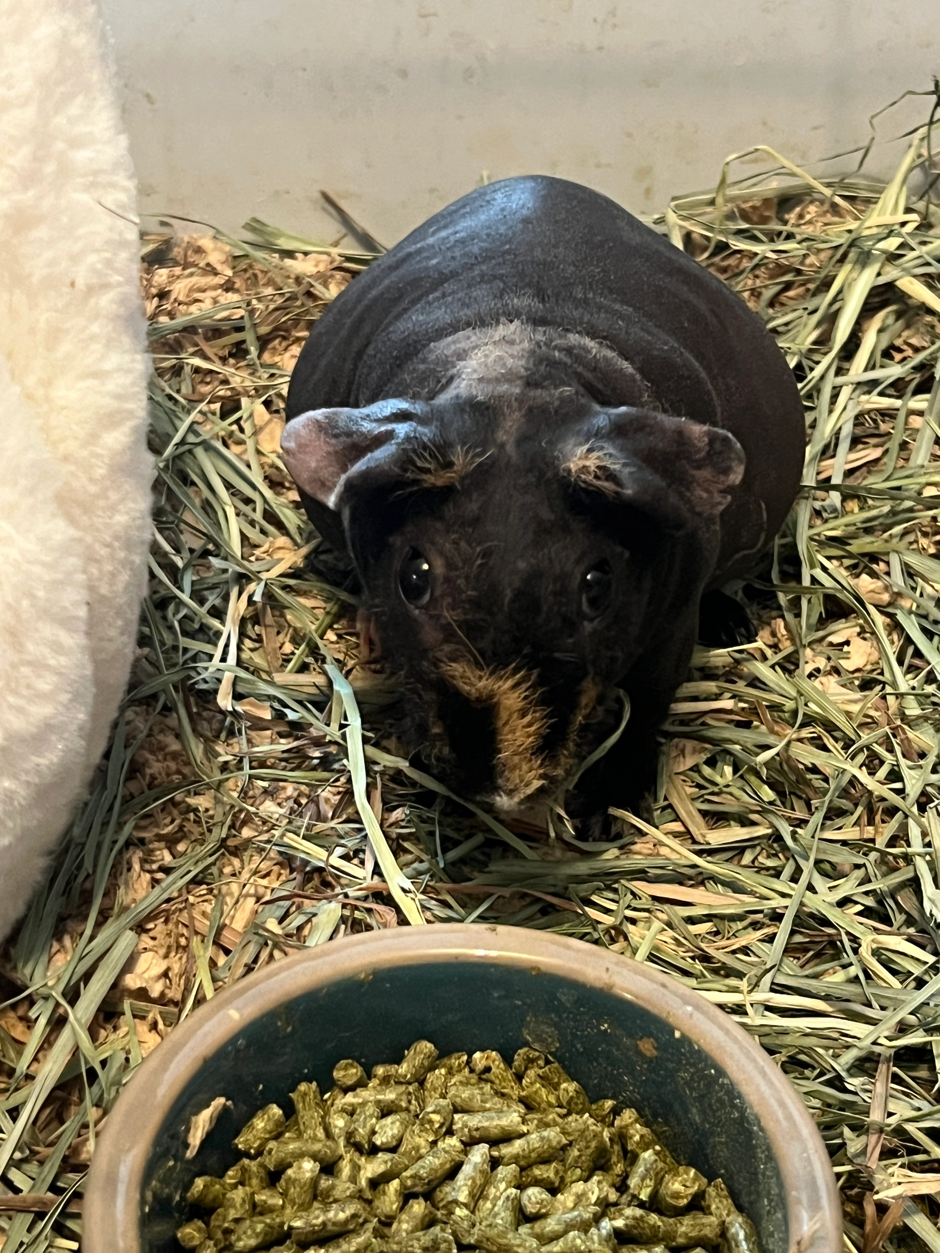 Black hairless guinea pig with an orange tuft of fur on the nose.